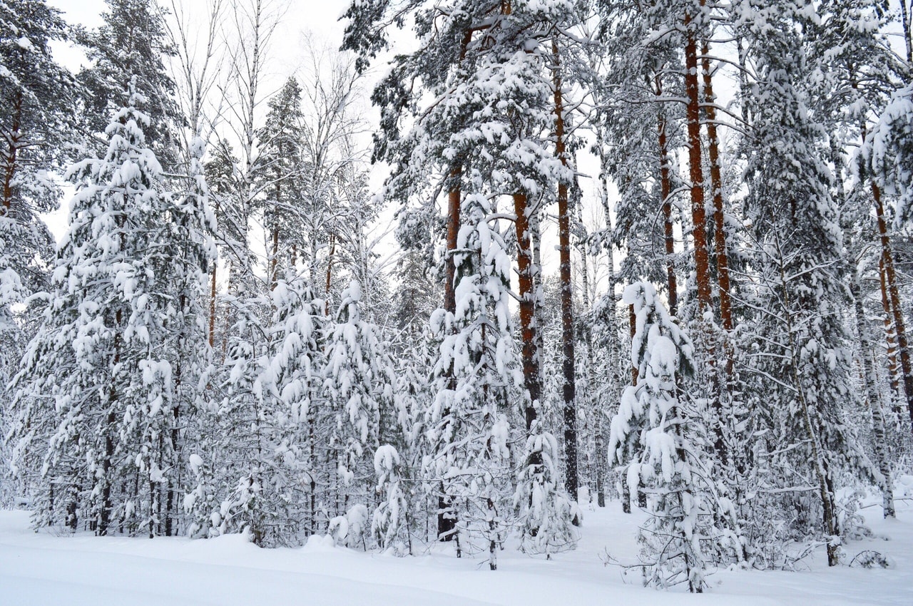 В заповеднике «Большая Кокшага» начались зимние маршрутные учёты.