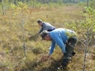 Урожайность клюквы в заповеднике «Большая Кокшага»