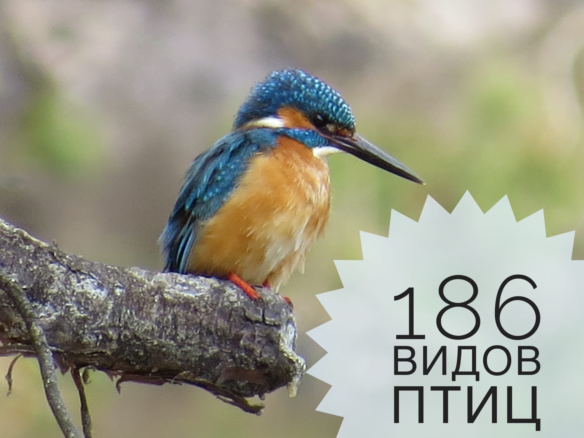 В заповеднике "Большая Кокшага" обитает 186 видов птиц