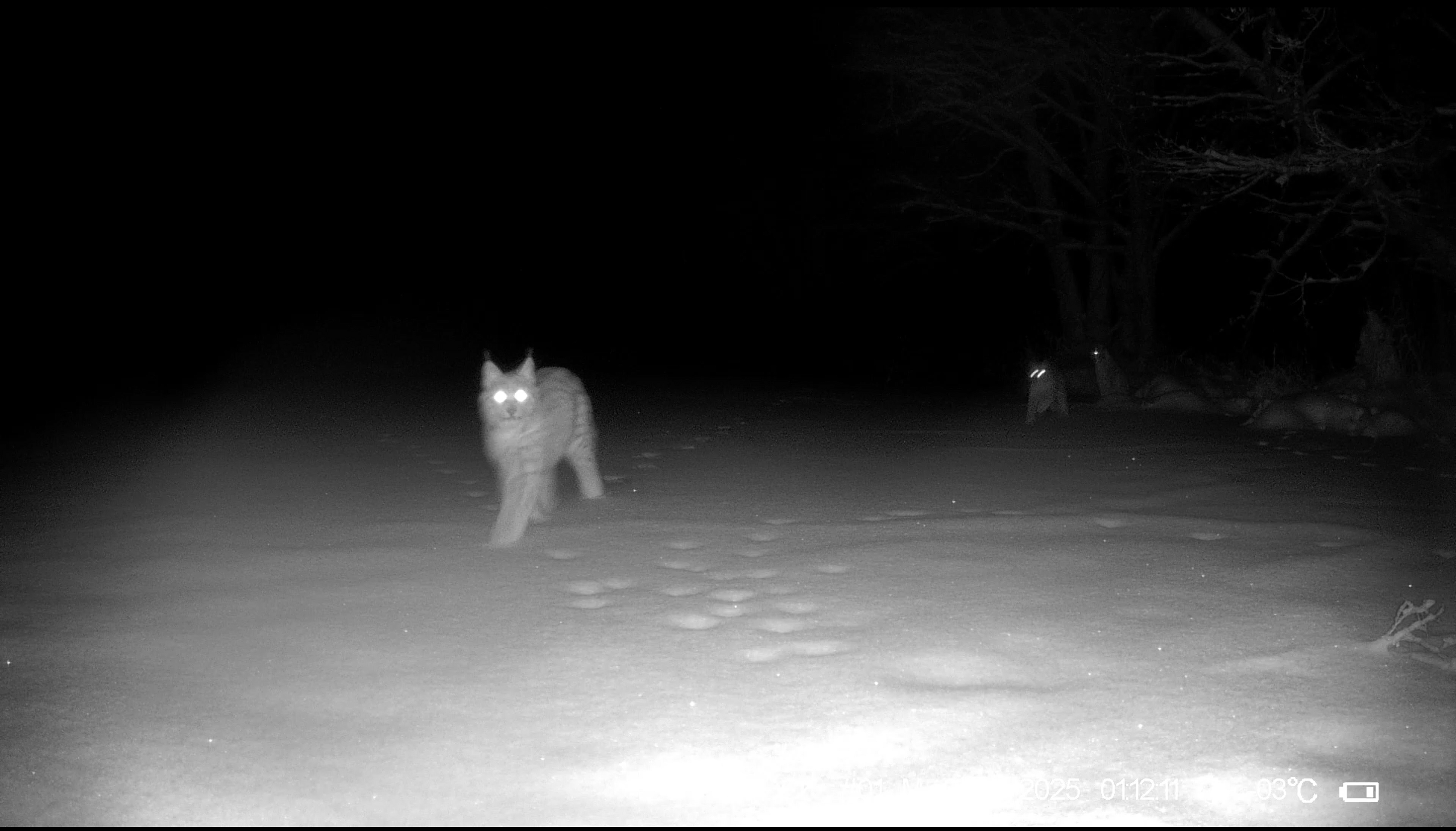 Семейство рысей попало в заповедную фотоловушку