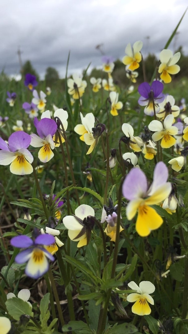 Фиалка трехцветная (Viola tricolor) - Анютины глазки