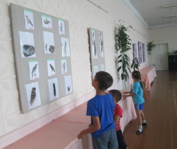 Выставка "Перья птиц" в Советском музее