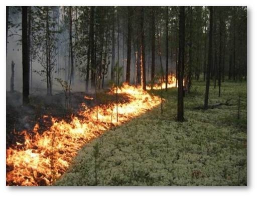 24 апреля в лесах начался пожароопасный период