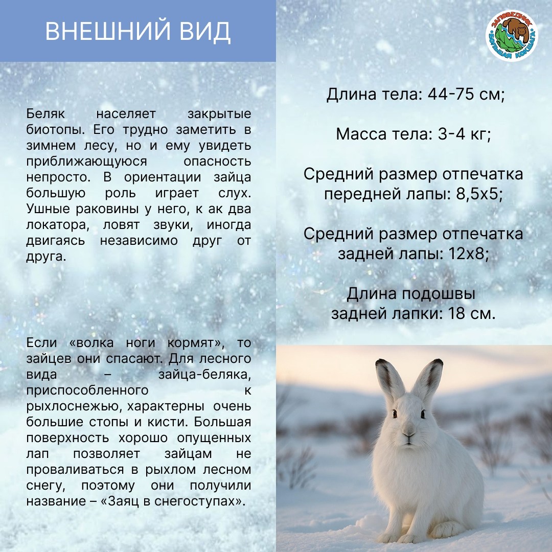 24 января в России отмечается день зайца-беляка 24 января в России отмечается день зайца-беляка