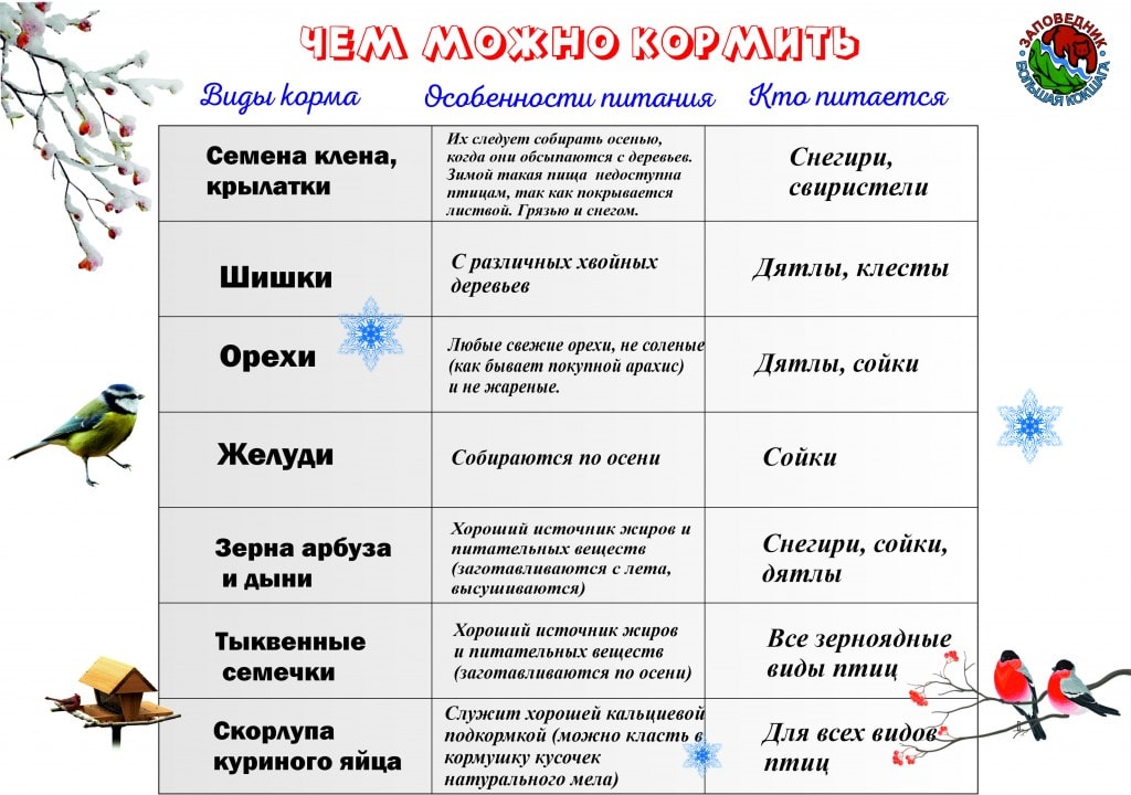 Проект покормите птиц зимой первая младшая группа