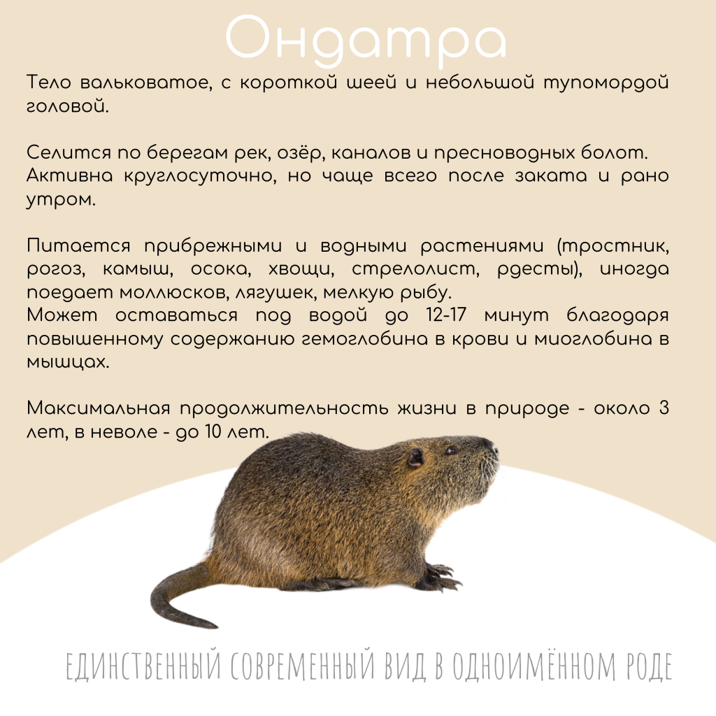 Бурый Медведь хозяин Марийских лесов (11).png