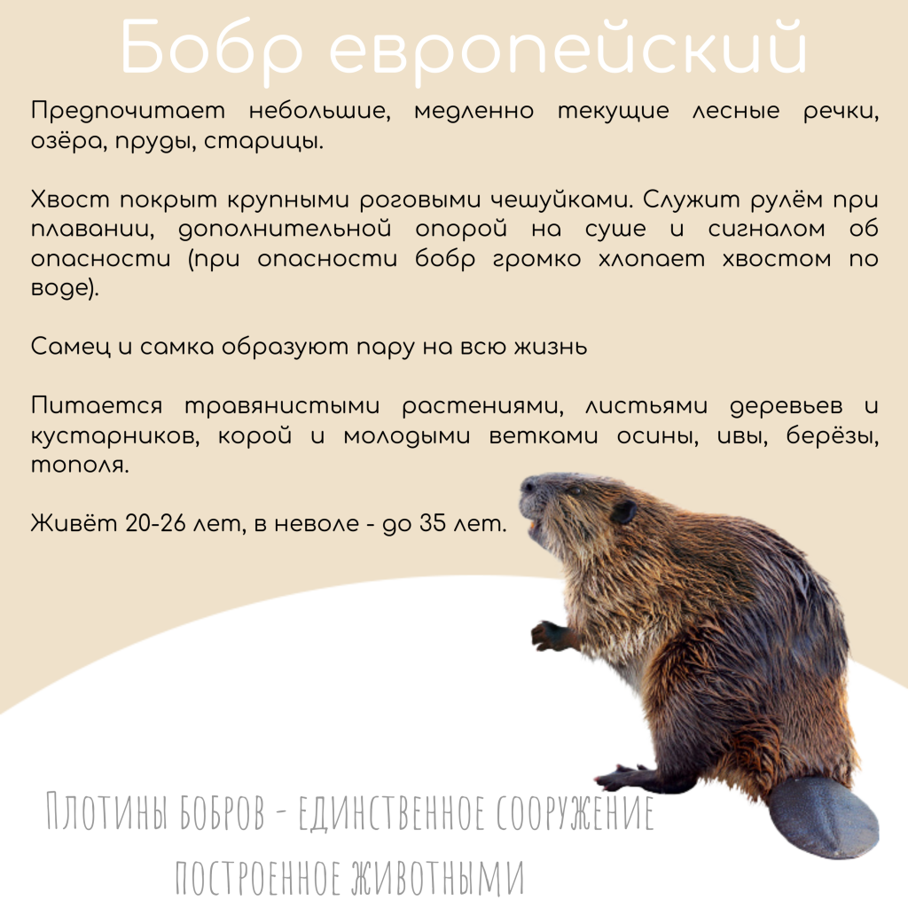 Бурый Медведь хозяин Марийских лесов (12).png