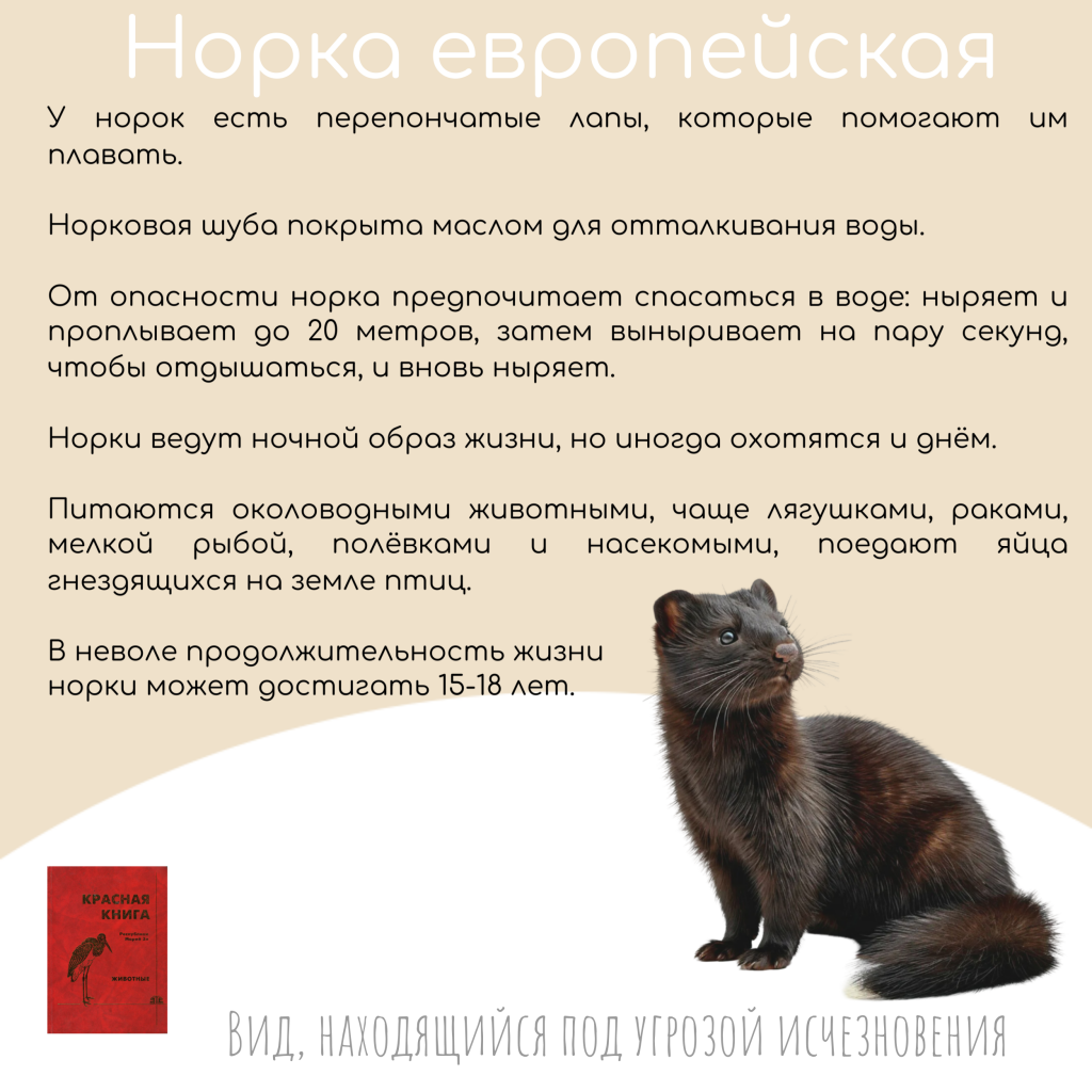 Бурый Медведь хозяин Марийских лесов (13).png