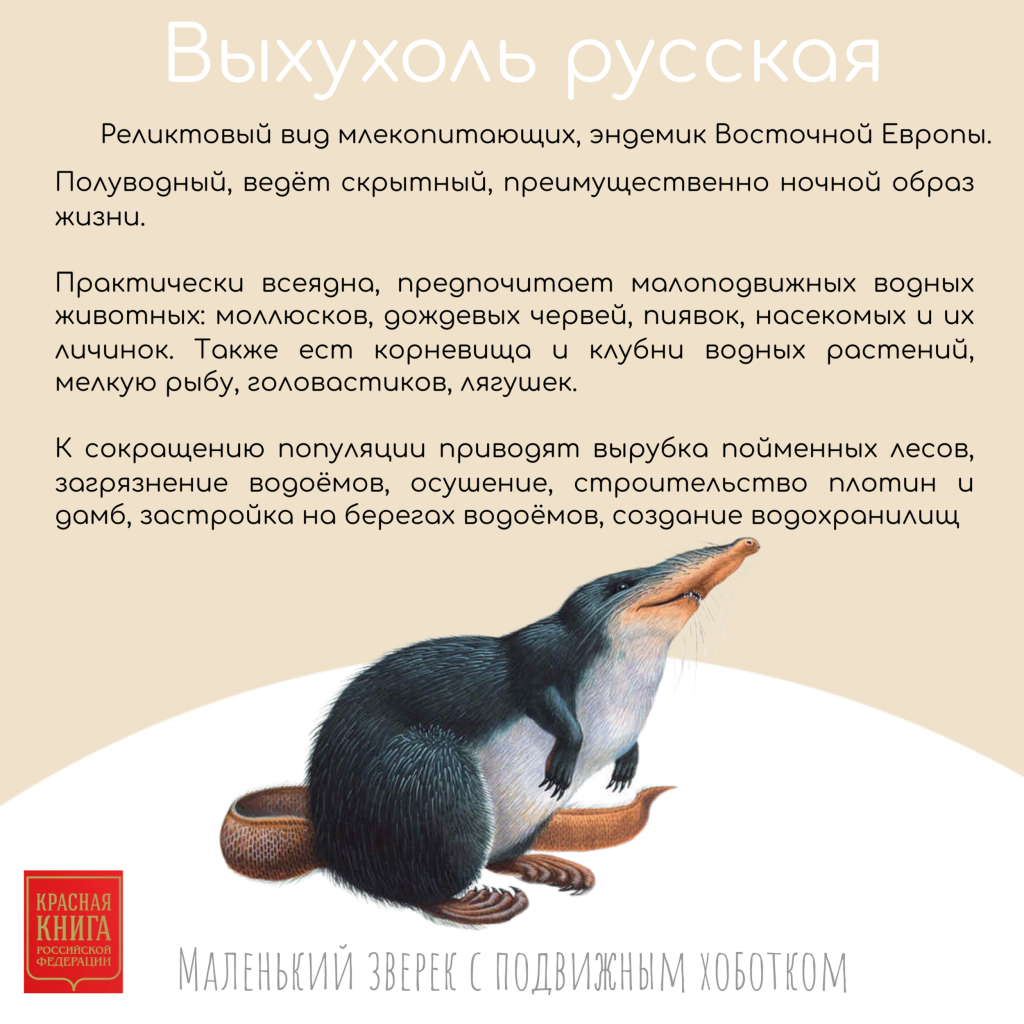 Бурый Медведь хозяин Марийских лесов (9).png