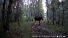 Лось в самом разгаре осеннего гона