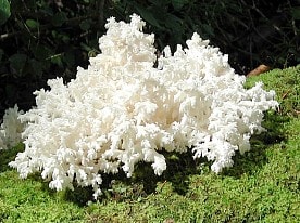 Герациум коралловид